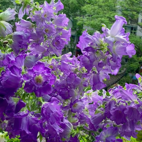 semi di campanula - resistenti decorative giardino 300pcs