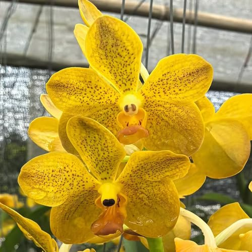 semi di orchidea Vanda, per giardinieri esotico arredamento del soggiorno vecchie varietà decorazione balcone resistenti serre balcone semi 550pcs