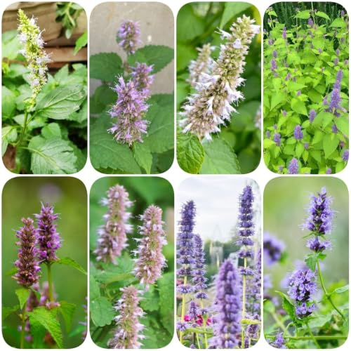 Semi di ortica profumata - prodotti sostenibili balcone resistenti per giardini rocciosi rialzata esotica vecchie varietà giardino semi di 300pcs