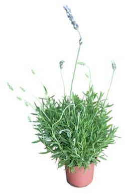 Planta de Lavanda Natural en Maceta Resistente y Perfumada Ideal para Cocianar