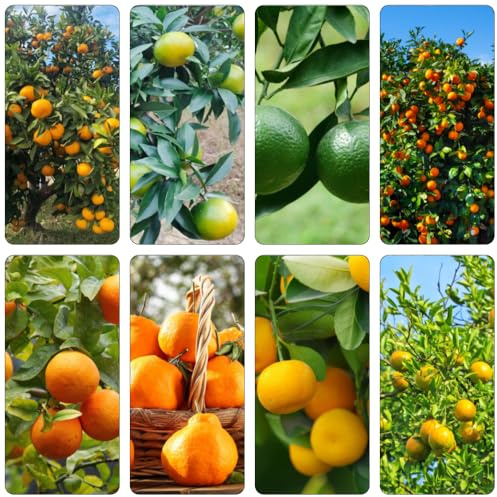 Orangenbaum winterharte kübelpflanzen säulenobstbäume obstbäume pflanztopf bio säulenobst Mandarinenbaum topfpflanzen draußen winterhart gewächshaus balkon winterharte stauden 60samen