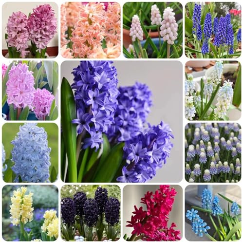 Hyazinthen, topfpflanzen draußen winterhart Hyacinthus orientalis, winterharte für garten balkon stauden winterhart mehrjährig 4Zwiebeln