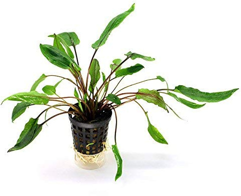 Cryptocoryne wendtii var. Krauterii - 1 Bunch - Live aquarium plant