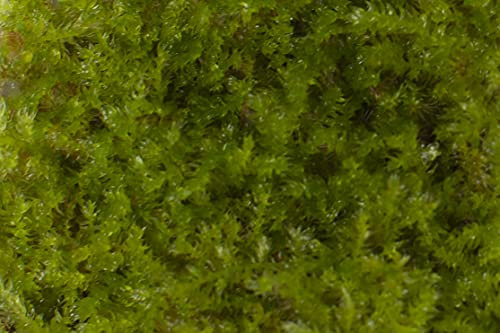 PondPlantsUK Lincspplant Mixed Tropical Live Aquarium Plants (20 Grams Java Moss)