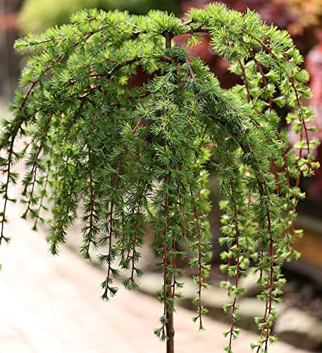 Hochstamm Japanische Lärche Stiff Weeper 100-125cm - Larix kaempferi - lebende Gartenpflanze aus den Baumschulen