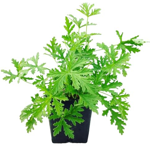 Geranio Citronela - Colección Plantas Aromáticas - Pelargonium Citrodorum - Planta en Maceta