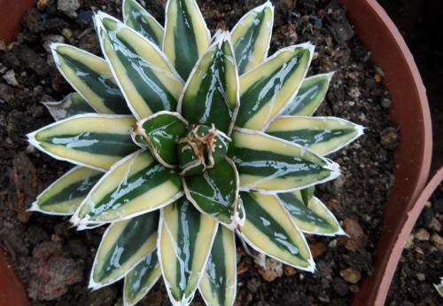 Bloom Green Co. 50PCS fresco al 100% reale Agave americana Semillas - Sementes BonsaïPianta succulenta (Long-lei-lan): 2