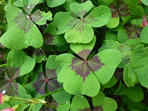 Glücksklee Oxalis deppei Iron Cross Glücksbringer 250 Blumenzwiebeln
