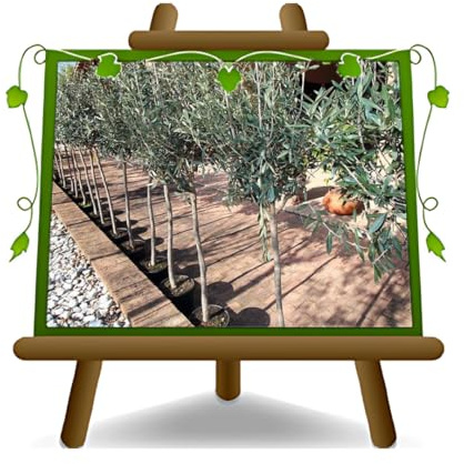 EURO PLANTS VIVAI Olivier Pendolino plante fruitière à huile hauteur 160~180 cm – Âge 4 ans pot 22 cm