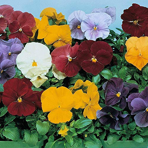 Pansy 'Clear Crystal Mixed' Seeds Hardy Perennial Flower Garden Plants Easy to Grow Your Own 1 Packet of 150 Seeds by Thompson and Morgan