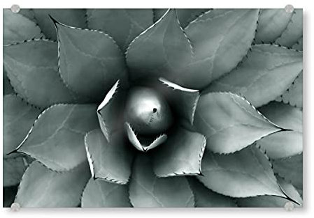 artboxONE Acrylglasbild 45x30 cm Natur Agave blau-grün Bild hinter Acrylglas - Bild Agave Agave Blatt