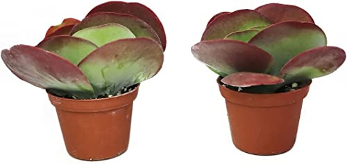 Kalanchoe Thyrsiflora - Pack 2 Plantas - Suculentas Naturales para Interior y Exterior