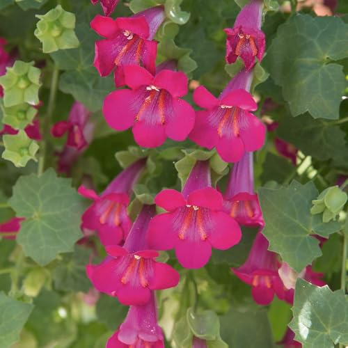 Bedwen Lophospermum 'Lofos Compact Pink' Plug Plants x3 – Exotic Creeping Gloxinia Trailing Vine with Pink Trumpet Flowers for Hanging Baskets