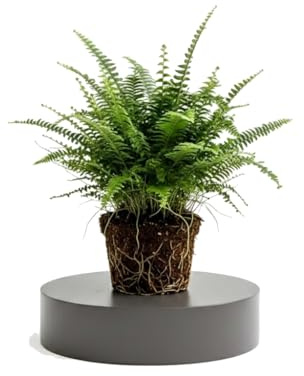 DECOALIVE Planta Natural Nephrolepis Exaltata Helecho espada para Estanterías y Mesas con Diámetro de Maceta 17 cm y Altura 50 cm