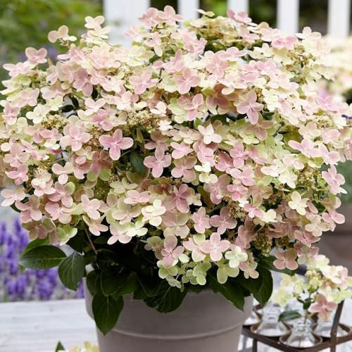 Plant Theory Polestar Hydrangea Paniculata Shrub Plant 2L Pot
