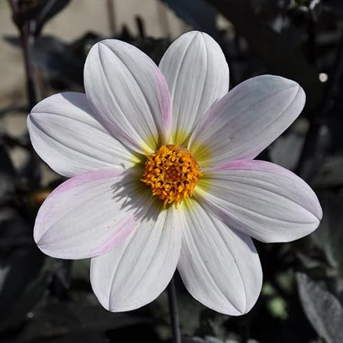 Dahlie Dahlegria Weiß | 1 Stück | Knolle | Topfpflanze | Geeignet für Kübel | Weiß | 100% Blütegarantie | QFB Gardening