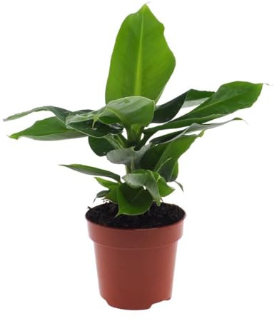 Musa Oriental Dwarf Enthält Tropische Blätter, Pflegeleicht, Zimmerpflanze, Bananenbaum, Für Wohnzimmer Terrasse Balkon, Grün, Ø12cm, 25cm