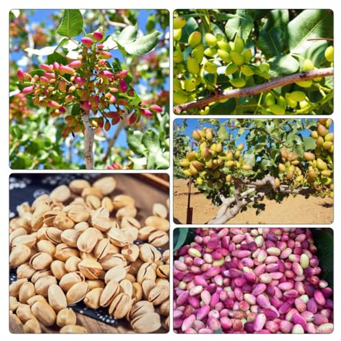 pistazienbaum - obstbaum bio alte sorten bodendecker säulenobstbäume balkongarten stauden winterhart mehrjährig dekoration wohnzimmer seltene kletterpflanzen balkonpflanzen 30samen