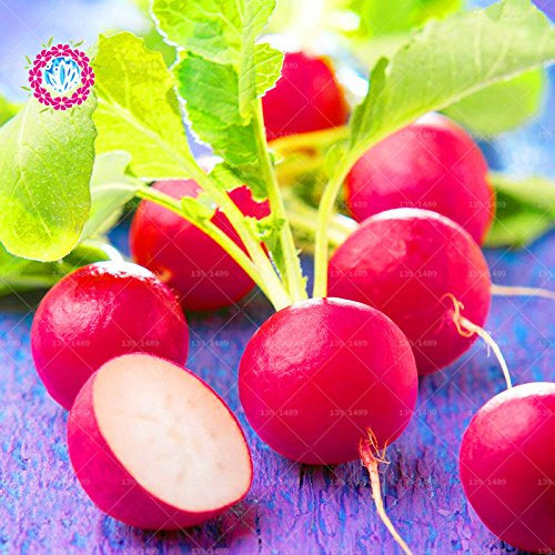 1 11.11 Große Förderung! 100 PC/Los Rettichsamen grün Gemüsesaatgut Karotte im Garten vergossen und nach Hause frisch einjähriges Kraut Pflanzensamen