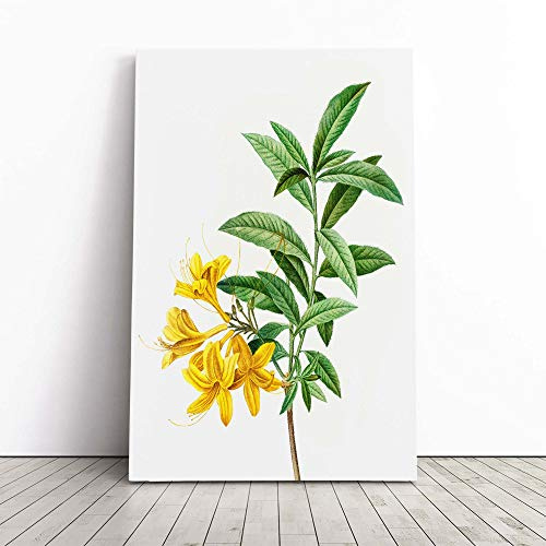 Yellow Azalea Flowers by Pierre-Joseph Redoute | Canvas Wall Art Print | Framed & Ready to Hang Picture | Modern Home Decor for Living Room, Bedroom, Kitchen or Office | 30x20 Inches