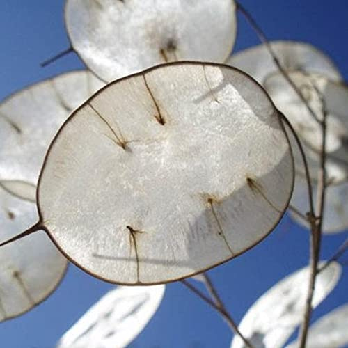 Luojuny Semillas de plantas de dinero, 100 Unids/bolsa Bienal Paisajismo Resistente a la sequía Honestidad Planta de plata Semillas de flores Suministros de jardinería Blanco