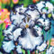 [adsstbxp] Bulbos iris germanica, Bulbos de flor iris, Iris Bulbs,Plantas de follaje,Muchas variedades-4bulbos