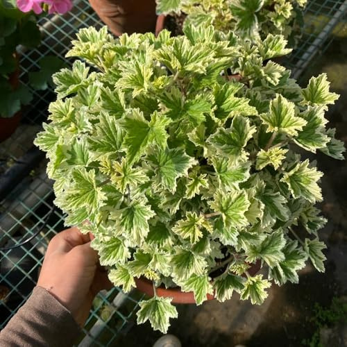 semi di geranio limone - giardino estremamente resistenti balcone selvatici 35pcs