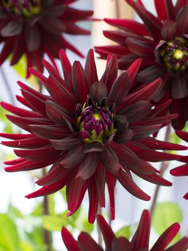 Dahlie Chat noir | 1 Stück | Rot | Schwarz | Geeignet für Töpfe | Schnittblume | 100% Blütegarantie