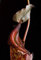 5 Nepenthes of Flch Eating Seeds : Seeds Only