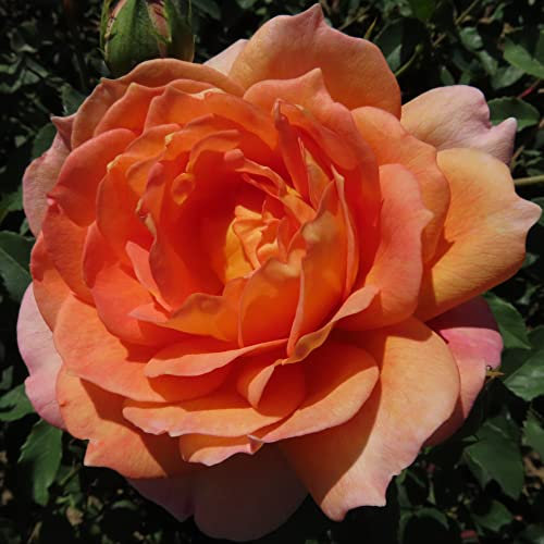 Lady of Shalott - 5.5lt Potted David Austin Roses - English Shrub Garden Rose, Beautiful Orange Blooms with Yellow and Salmon Pink Tones