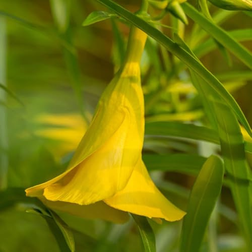 semi di oleandro, selvatici da giardino per esterni arbusti resistenti estivi decorazione come per gli ospiti decorazione da giardino 12pcs