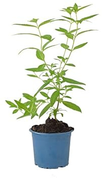 DECOALIVE Planta Aromática Hierba Luisa Ideal para Terraza o Jardín