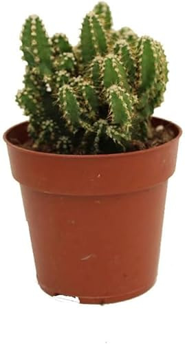 Planta Natural Cactus del Ordenador Cereus Peruvianus: El Regalo Botánico Ideal para Amigos y Familia en maceta de 8.5cm pequeña