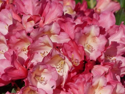 Rhododendron yakushimanum Hybride Inagua - Ball Rhododendron - 30-40cm