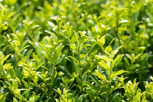 Ilex crenata 'Twiggy' Kugel 25-30 cm – Winterhart, Immergrün, Pflegeleicht – Japanische Stechpalme – Kübelpflanze für Garten & Terrasse