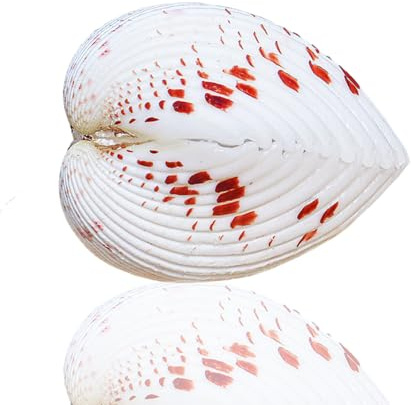 Coquille de mer naturelle. 1 coquillage naturel rare et véritable de 3 à 4 cm, décoration marine for aquarium, coquillage, décoration for la maison, cadeaux