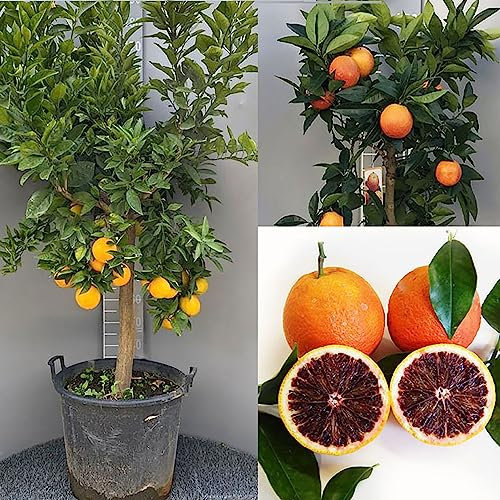 SAVINI VIVAI Orangenpflanze, dunkelorangefarbener Zitrusbaum im 50 cm Topf, Höhe 180–200 cm, 8–10 Jahre Veredelung, hergestellt in Italien