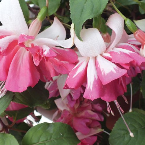 Pack x6 Trailing Giant Fuchsia Marbeller 'Flying Scotsman' Garden Plug Plants