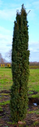 Säuleneibe grün Taxus baccata Fastigiata Robusta 60-70 cm mit Ballen