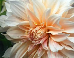 Dahlia Dinner Plate 'Cafe Au Lait' Special Decorative WPC Prins Bulb/Tuber