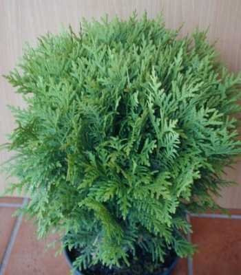 Kugel Lebensbaum Thuja occidentalis Danica 20-25 cm breit 2 L Topf | Winterhart, immergrün & pflegeleicht – kompakter Wuchs, für den Formschnitt geeignet