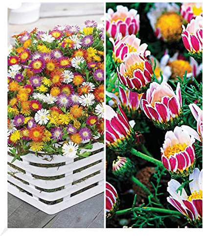 BALDUR Garten 7er Blühende-Bodendecker-Kollektion, Pflanzen im 9x9 cm-Topf | 5 Pflanzen Eisblumen Delosperma congestum & 2 Pflanzen Ringkörbchen Anacyclus depressus, winterharte Stauden, blühend