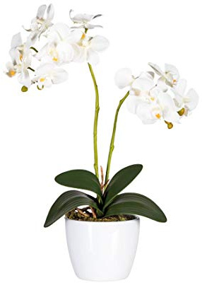 kunstpflanzen-discount.com Orchideen Kunstblume 50cm im Topf mit 2 Creme weiß farbigen Blüten - Künstliche Orchidee blühend