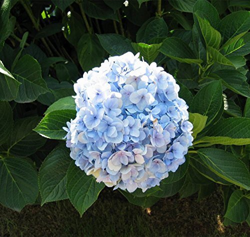 Futaba® Ortensia, Hydrangea macrophylla Arbusti Saxifragaceae 50 Semi