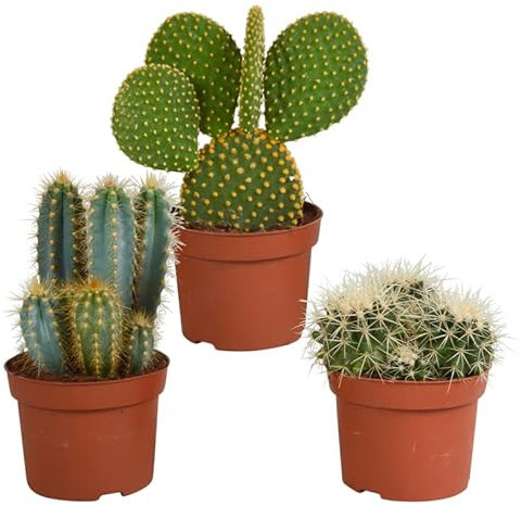 Cactus | Cacti Mix | 3 pezzi | varie varietà | Ø 12 cm | ↕ 18-27 cm | Piante da appartamento di facile manutenzione