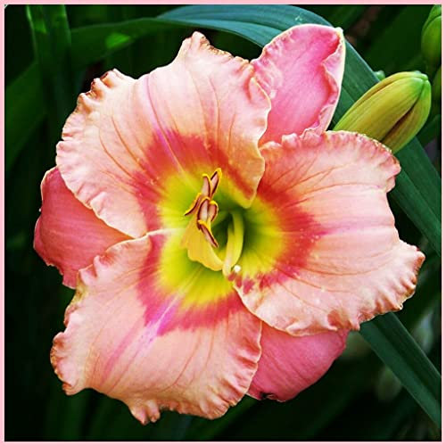 Hemerocallis bulbi,bulbi di Hemerocallis,Daylily,resistente, facile da sopravvivere