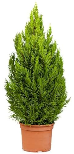 Árbol Natural Conocido como Ciprés Limón por su Color