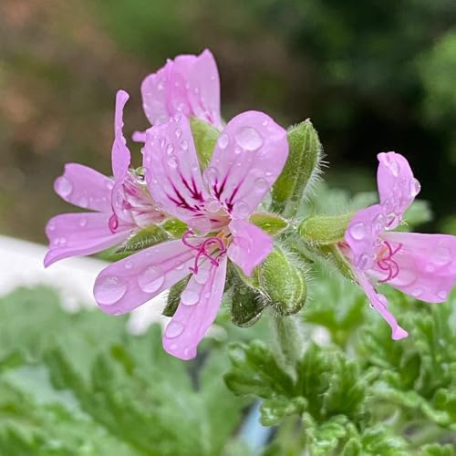 Geranio limone cucina giardino reale primavera balcone parterre semi autunno resistenti 300pcs