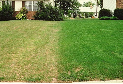 10kg Extreme Shade Drought Resistant Lawn Seed with Kentucky Bluegrass Grass for Dry Soil - 10 kg Supplied by Perfect Lawns