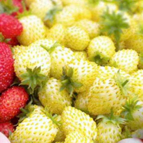 20 Seeds of Strawberry Seeds Yellow Wonder Garden Fruit Fragaria Vesca